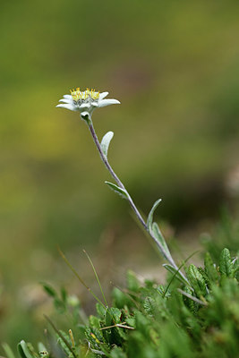 BUITEN BEELD Foto: 363045