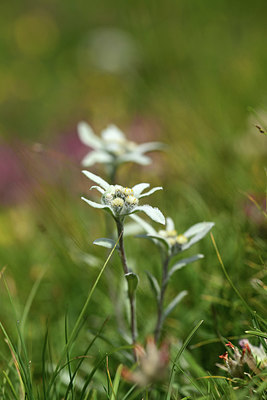 BUITEN BEELD Foto: 363046