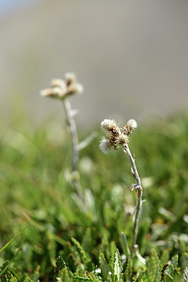 BUITEN BEELD Foto: 363056
