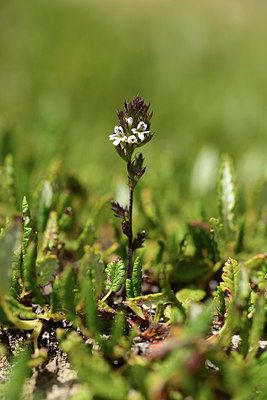 BUITEN BEELD Foto: 363057