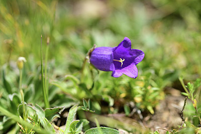 BUITEN BEELD Foto: 363062