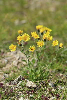 BUITEN BEELD Foto: 363067