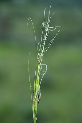 BUITEN BEELD Foto: 363089