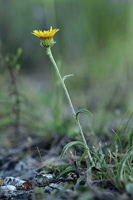 BUITEN BEELD Foto: 363103