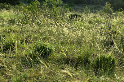 BUITEN BEELD Foto: 363112