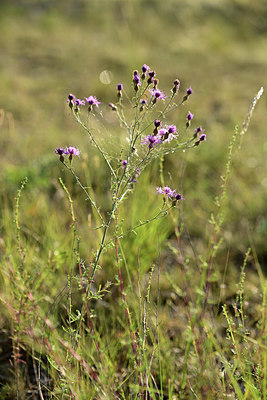 BUITEN BEELD Foto: 363116