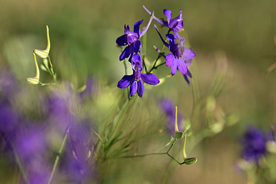 BUITEN BEELD Foto: 363119