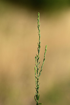 BUITEN BEELD Foto: 363124