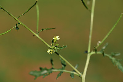 BUITEN BEELD Foto: 363128