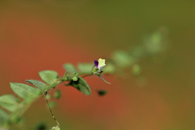 BUITEN BEELD Foto: 363134