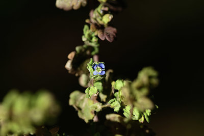 BUITEN BEELD Foto: 363137