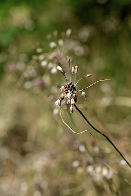 BUITEN BEELD Foto: 363138