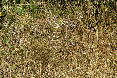 BUITEN BEELD Foto: 363139