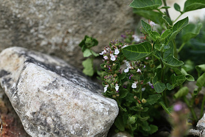 BUITEN BEELD Foto: 363152