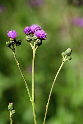 BUITEN BEELD Foto: 363169