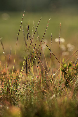 BUITEN BEELD Foto: 363176