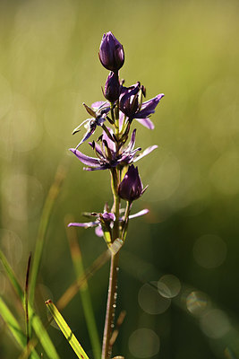 BUITEN BEELD Foto: 363179