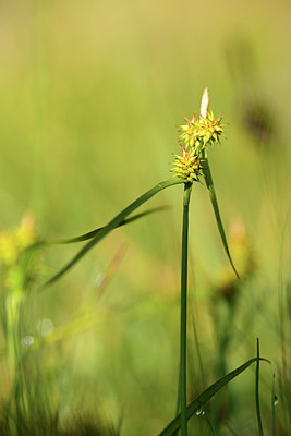 BUITEN BEELD Foto: 363185