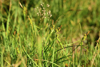 BUITEN BEELD Foto: 363188
