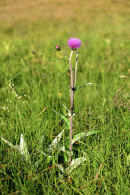 BUITEN BEELD Foto: 363193