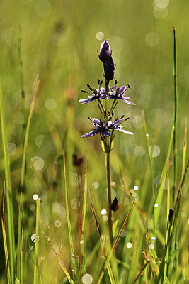 BUITEN BEELD Foto: 363196