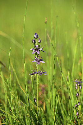 BUITEN BEELD Foto: 363198