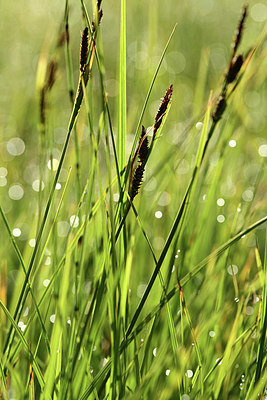 BUITEN BEELD Foto: 363202