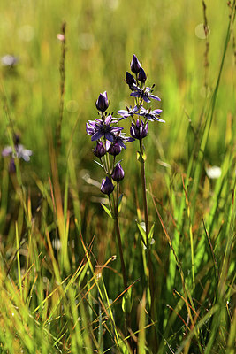 BUITEN BEELD Foto: 363206