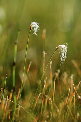 BUITEN BEELD Foto: 363210