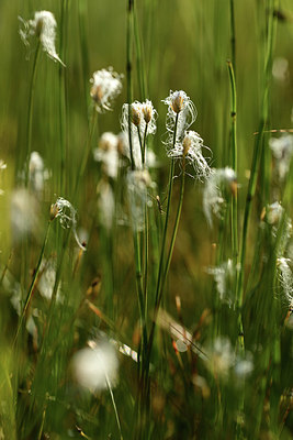 BUITEN BEELD Foto: 363216