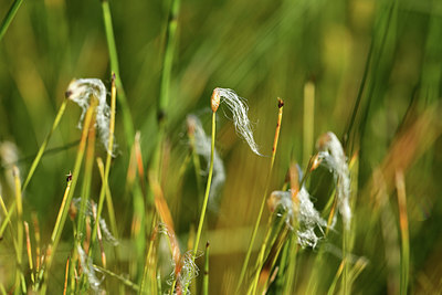 BUITEN BEELD Foto: 363217