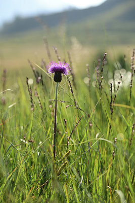 BUITEN BEELD Foto: 363218