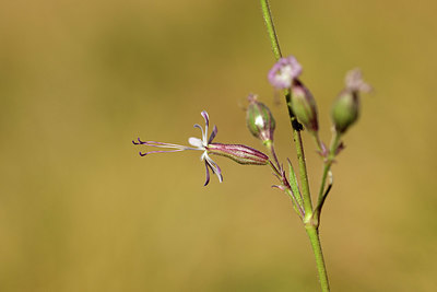 BUITEN BEELD Foto: 363222