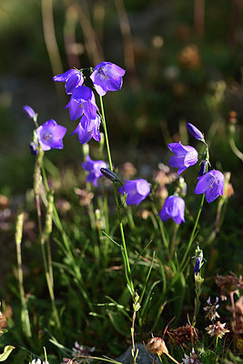 BUITEN BEELD Foto: 363224