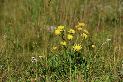 BUITEN BEELD Foto: 363229