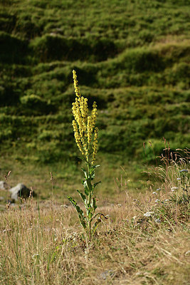 BUITEN BEELD Foto: 363232