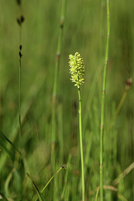 BUITEN BEELD Foto: 363243