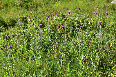 BUITEN BEELD Foto: 363247