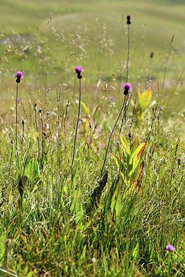 BUITEN BEELD Foto: 363249