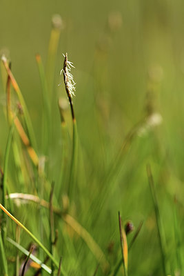 BUITEN BEELD Foto: 363252