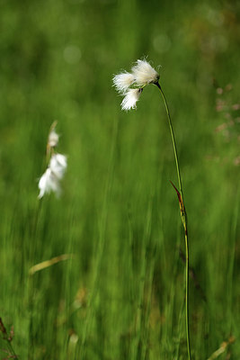 BUITEN BEELD Foto: 363255