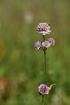 BUITEN BEELD Foto: 363260