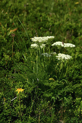 BUITEN BEELD Foto: 363265