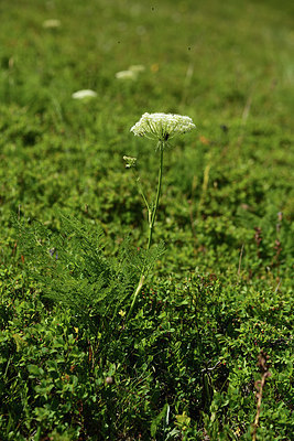 BUITEN BEELD Foto: 363269