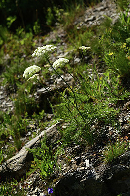 BUITEN BEELD Foto: 363270