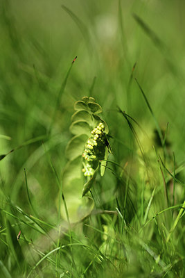 BUITEN BEELD Foto: 363287