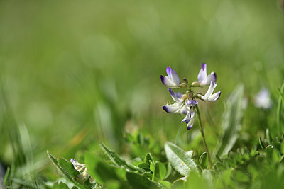 BUITEN BEELD Foto: 363288