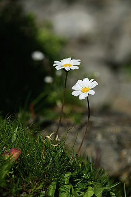 BUITEN BEELD Foto: 363297