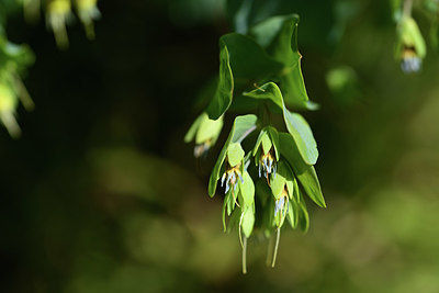 BUITEN BEELD Foto: 363305