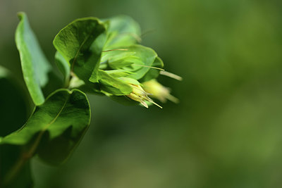BUITEN BEELD Foto: 363306
